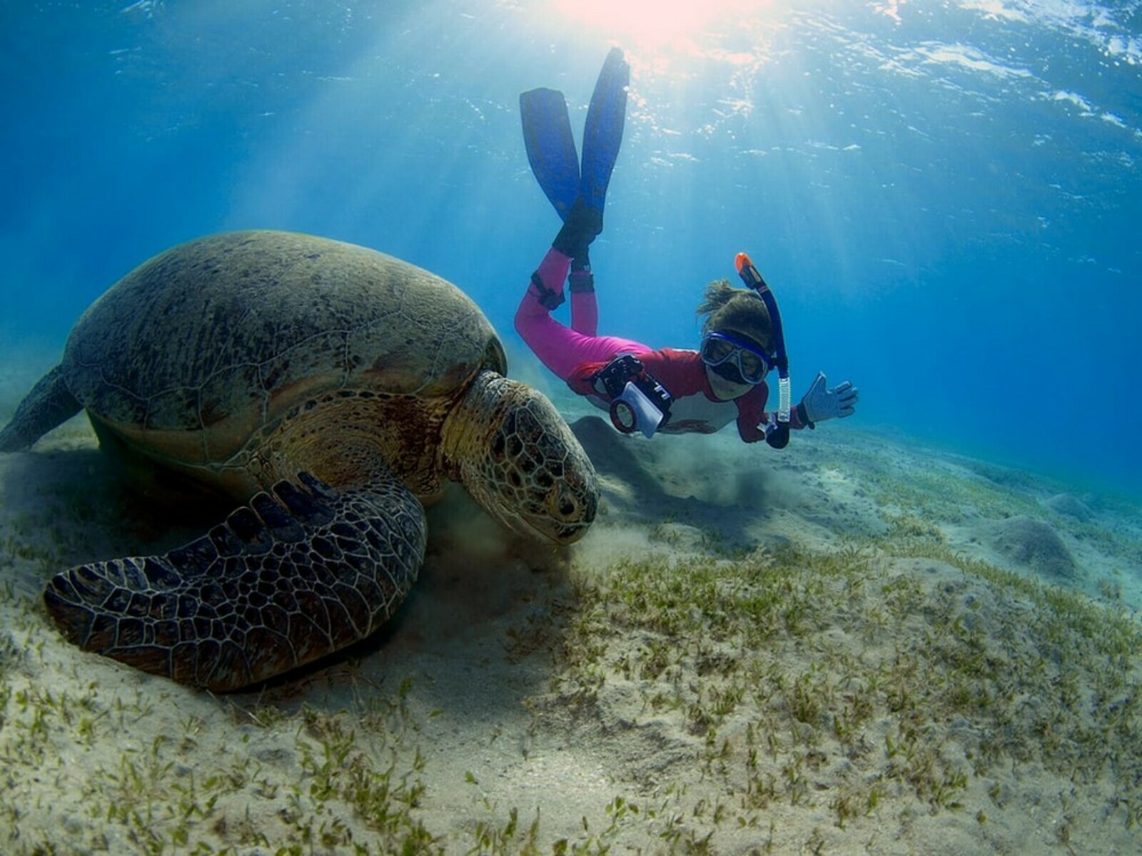 Морски костенурки в кораловия рай Абу Дабаб