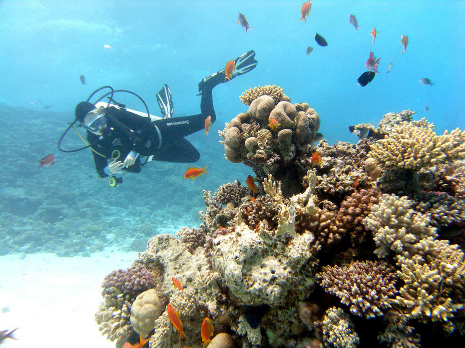 Diving in Hurghada: discover the amazing underwater world of the Red Sea